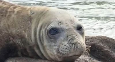 Foto: reprodução | Agora Laguna