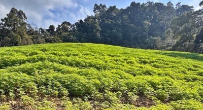 Foto: reprodução | Diário de Joinville