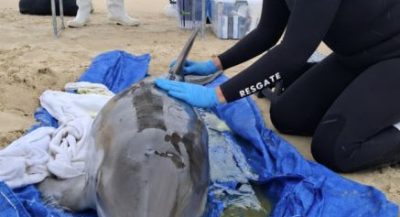 Golfinho resgatado em Laguna apresenta melhora e segue em tratamento na Udesc