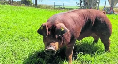 Foto: Fazenda Miunça | Ilustrativa