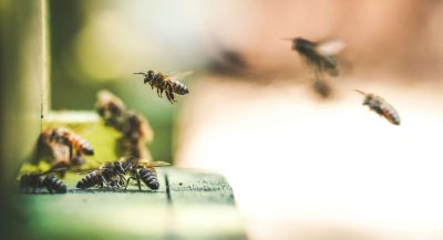 Foto: Eric Ward | Unsplash