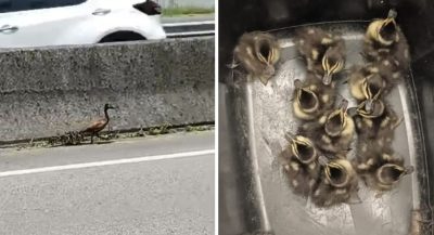 marreco-br101-699dbca1b74b2 (1)